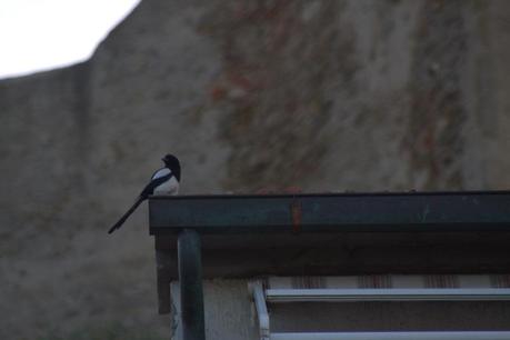 Un po' di foto naturalistiche a Castiglione della Pescaia