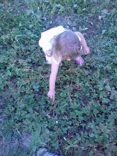 LA RACCOGLITRICE DI FRAGOLINE