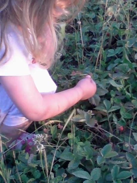 LA RACCOGLITRICE DI FRAGOLINE