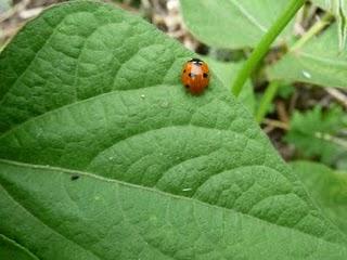 Della serie coccinelle