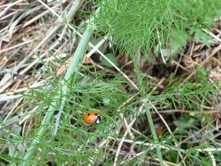 Della serie coccinelle