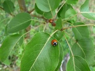 Della serie coccinelle