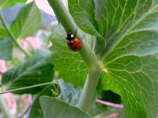 Della serie coccinelle