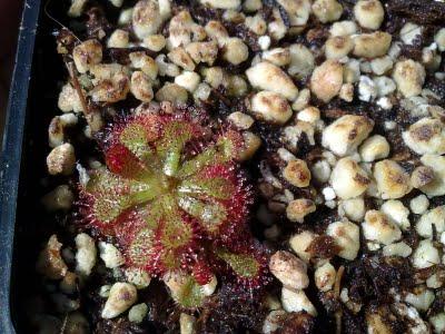 Drosera sp.