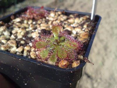 Drosera sp.