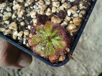 Drosera sp.