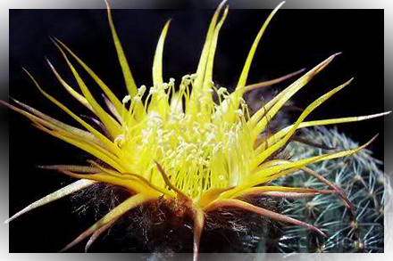 Lobivia densispina cv. Stern Von Lorsch cactus cultivar lobivia echinopsis trichocereus