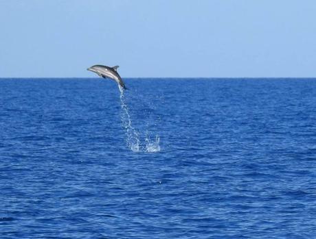 Foto. Nuovo avvistamento nel Golfo: il salto del delfino diventa virale Foto. Nuovo avvistamento nel Golfo: il salto del delfino diventa virale
