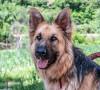 Cane ferito va in ospedale per farsi curare Cane ferito va in ospedale per farsi curare