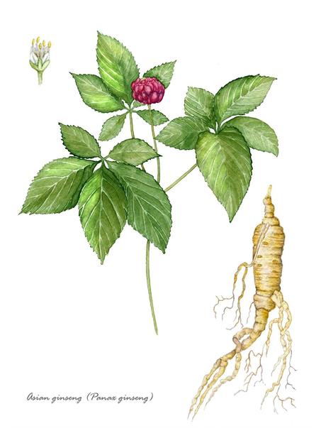TeaPlays: Sweet Home Blossom Tea Ginseng