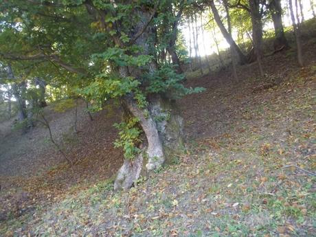i CASTAGNI di FONTANE (comune di Frabosa Soprana, provincia di Cuneo) in fase di “foliage” DSCN1063 (FILEminimizer)