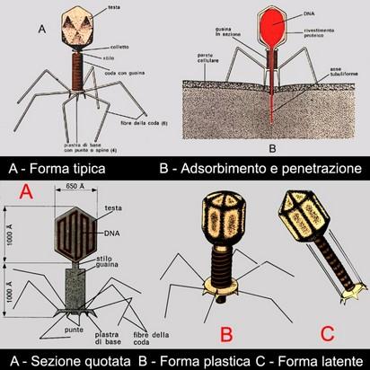 Zika virus (ATCC® VR-84™): un virus brevettato e la guerra biologica Zika virus (ATCC® VR-84™): un virus brevettato e la guerra biologica