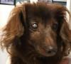 Cane scomparso torna casa dopo anni