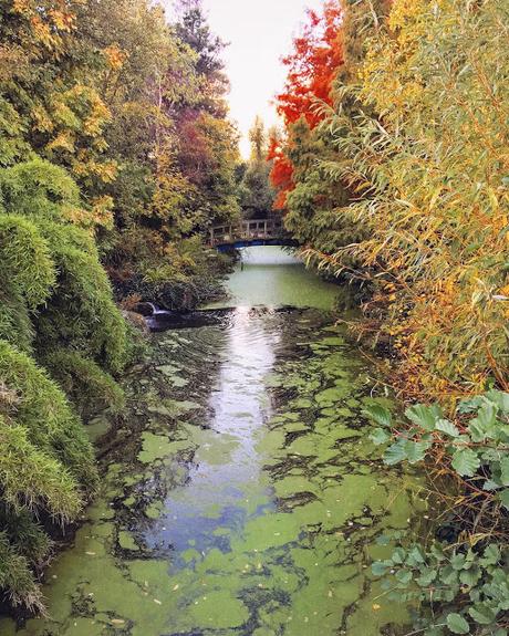 Ho imparato ad amare la bellezza dell'autunno Ho imparato ad amare la bellezza dell'autunno