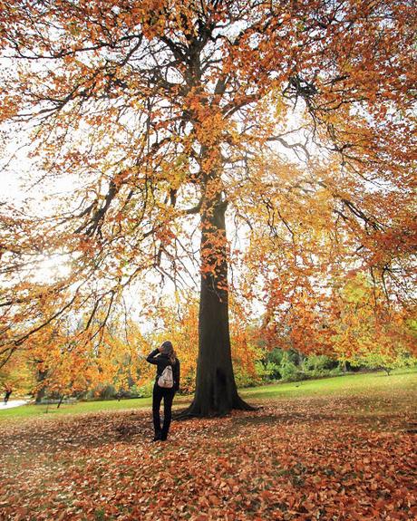 Ho imparato ad amare la bellezza dell'autunno Ho imparato ad amare la bellezza dell'autunno