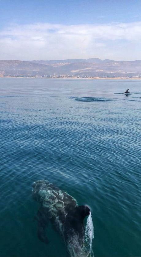 La costa di Agadir tra dune di sabbia cammelli e delfini agadir_delfini