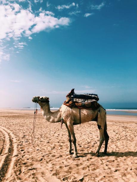 La costa di Agadir tra dune di sabbia cammelli e delfini vedereicammelli_agadir