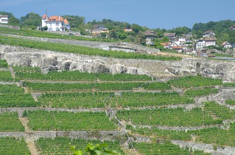 Fête des Vignerons: una volta per generazione I terrazzamenti del Lavaux con i vignet