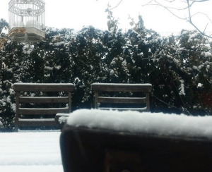 Come proteggere le piante dal freddo invernale Come proteggere le piante dal freddo invernale