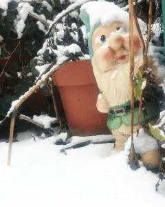 Come proteggere le piante dal freddo invernale Come proteggere le piante dal freddo invernale