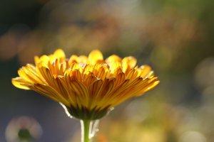 Agro-omeopatia. La cura omeopatica del meraviglioso mondo delle piante agro-omeopatia