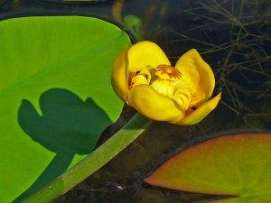Tre casi clinici del rimedio omeopatico Nuphar luteum Nuphar luteum