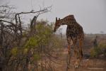 Safari fotografico nel Parco Kruger, un sogno realizzato Safari fotografico nel Parco Kruger, un sogno realizzato
