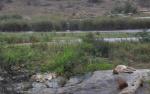 Safari fotografico nel Parco Kruger, un sogno realizzato Safari fotografico nel Parco Kruger, un sogno realizzato