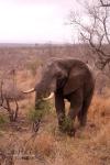 Safari fotografico nel Parco Kruger, un sogno realizzato Safari fotografico nel Parco Kruger, un sogno realizzato
