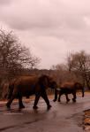 Safari fotografico nel Parco Kruger, un sogno realizzato Safari fotografico nel Parco Kruger, un sogno realizzato