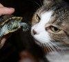 Cani gatti e tartarughe possono convivere insieme? cani gatti e tartarughe