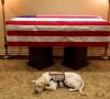 Sully cane di Bush veglia ancora il suo presidente Sully cane di Bush veglia ancora il suo presidente