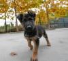 Cane maltrattato diventa poliziotto a Granada Cane maltrattato diventa poliziotto a Granada