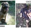 Emma e Cocco cercano casa: appello per adozione Emma e Cocco cercano casa: appello per adozione