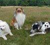 Razze canine più silenziose: quali sono? Razze canine più silenziose: quali sono?