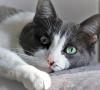 Gatto malato: come capire se Micio non sta bene? Gatto malato: come capire se Micio non sta bene?