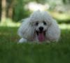 Cambiamenti abitudini nel cane: quando preoccuparsi Cambiamenti abitudini nel cane: quando preoccuparsi