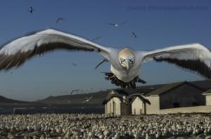 World Press Photo 2011 alla Galleria Sozzani