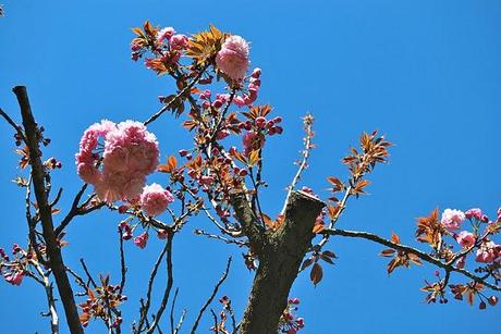 Dolce Primavera...