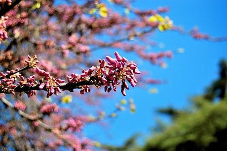 Dolce Primavera...