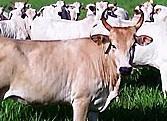 Bistecca amazzonica