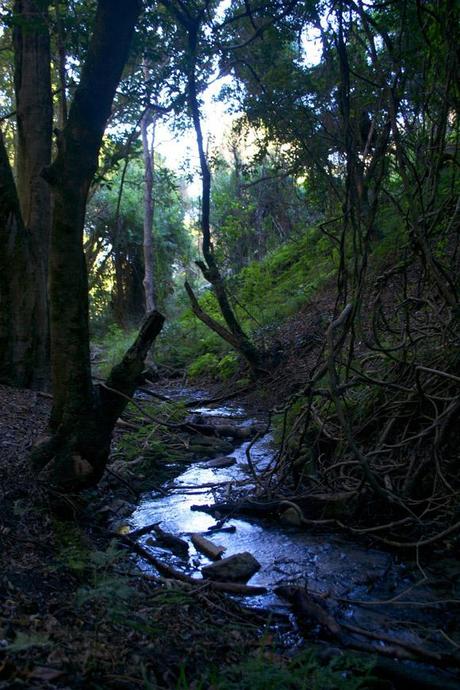 Oltre i confini di Gaansbai: la Natura del Sud Africa