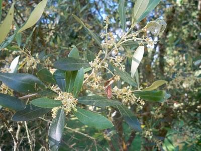 Sono l’olivo, l’albero di Pallade...