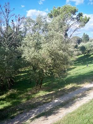 Sono l’olivo, l’albero di Pallade...