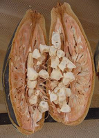 IL MAGICO BAOBAB: FONTE DI VIT C, PROBIOTICO, IMMUNOSTIMOLANTE, REGOLATORE DI INTESTINO, GLICEMIA E COLESTEROLO IL MAGICO BAOBAB: FONTE DI VIT C, PROBIOTICO, IMMUNOSTIMOLANTE, REGOLATORE DI INTESTINO, GLICEMIA E COLESTEROLO