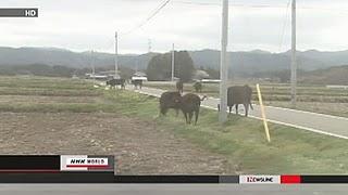 GLI ANIMALI NELLE FATTORIE MUOIONO IN MASSA A FUKUSHIMA