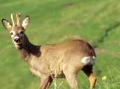 fauna selvatica danni centomila euro l’anno