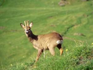 capriolo fauna