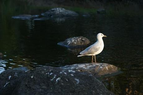 Tardo pomeriggio a Coburg Lake