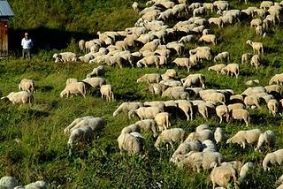 DOLOMITI caccia grossa